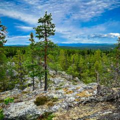 Im Naturreservat Slättbrännberget in Jämtland